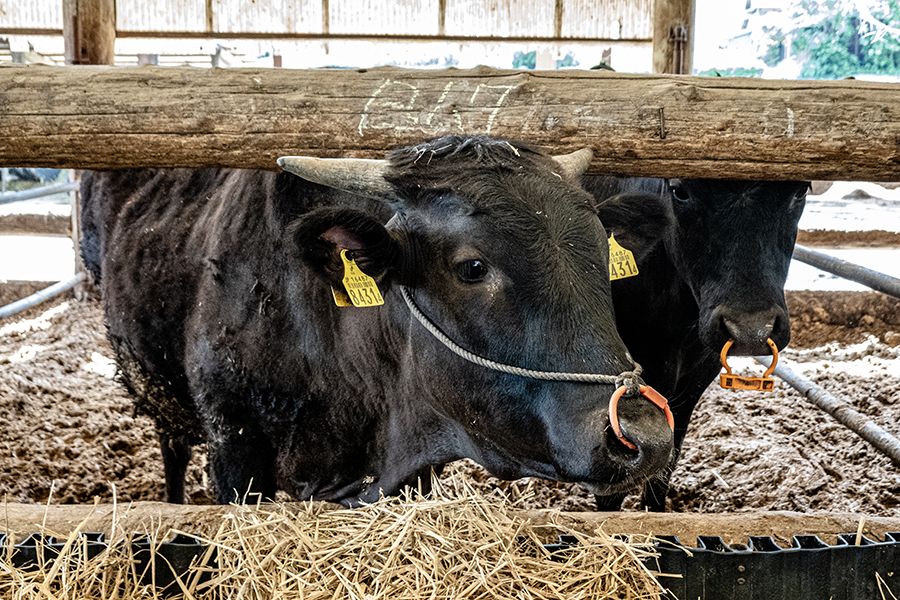 Two black Wagyu cattle stand in a muddy pen behind a wooden fence, one with an orange nose ring and ear tags, with hay in the foreground.