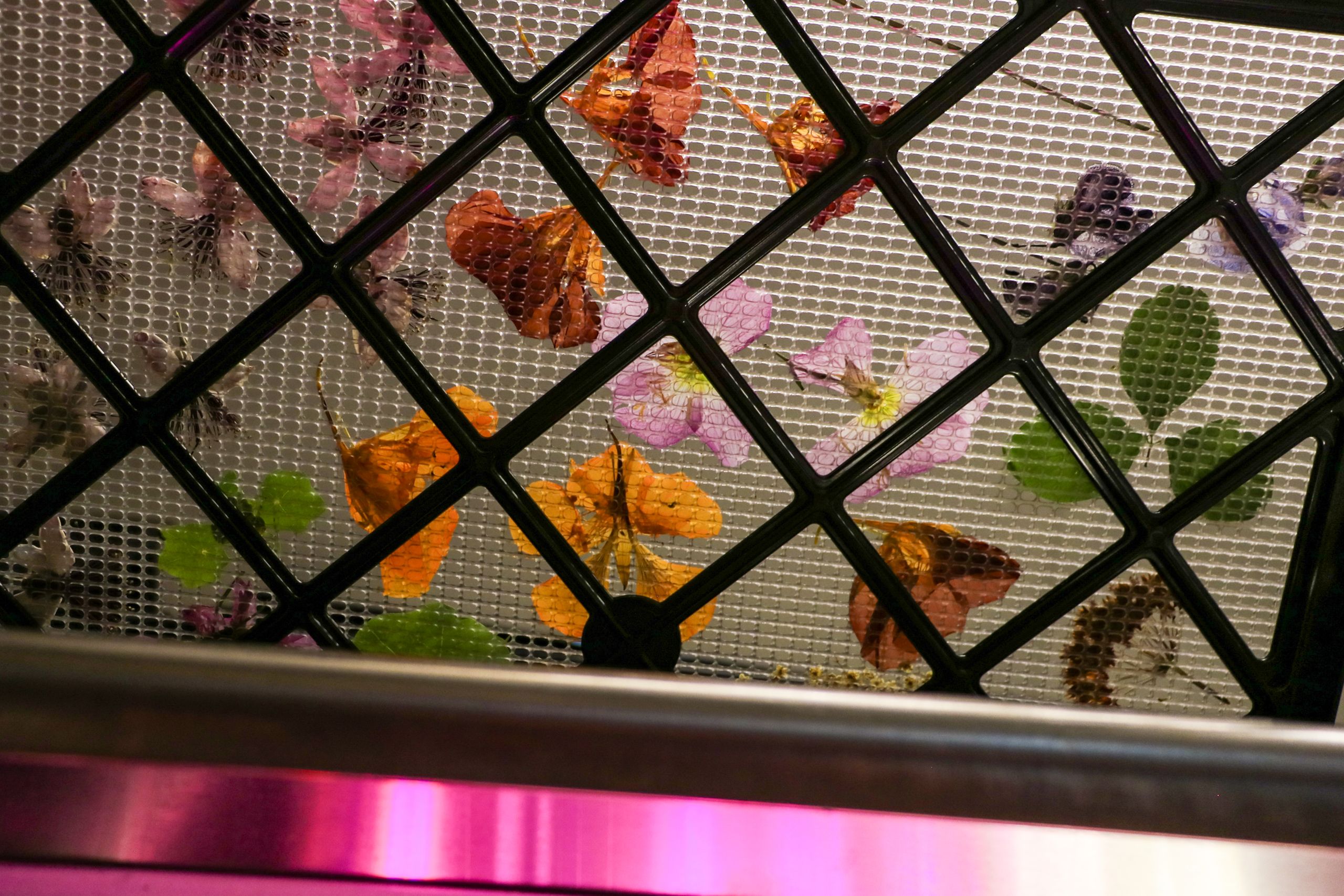 A drying rack has colorful pressed flowers and leaves.