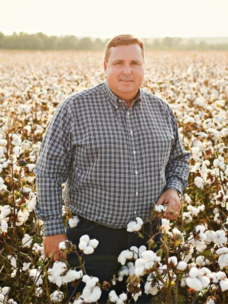 Man standing in a cotton field at sunset, surrounded by mature white cotton bolls.