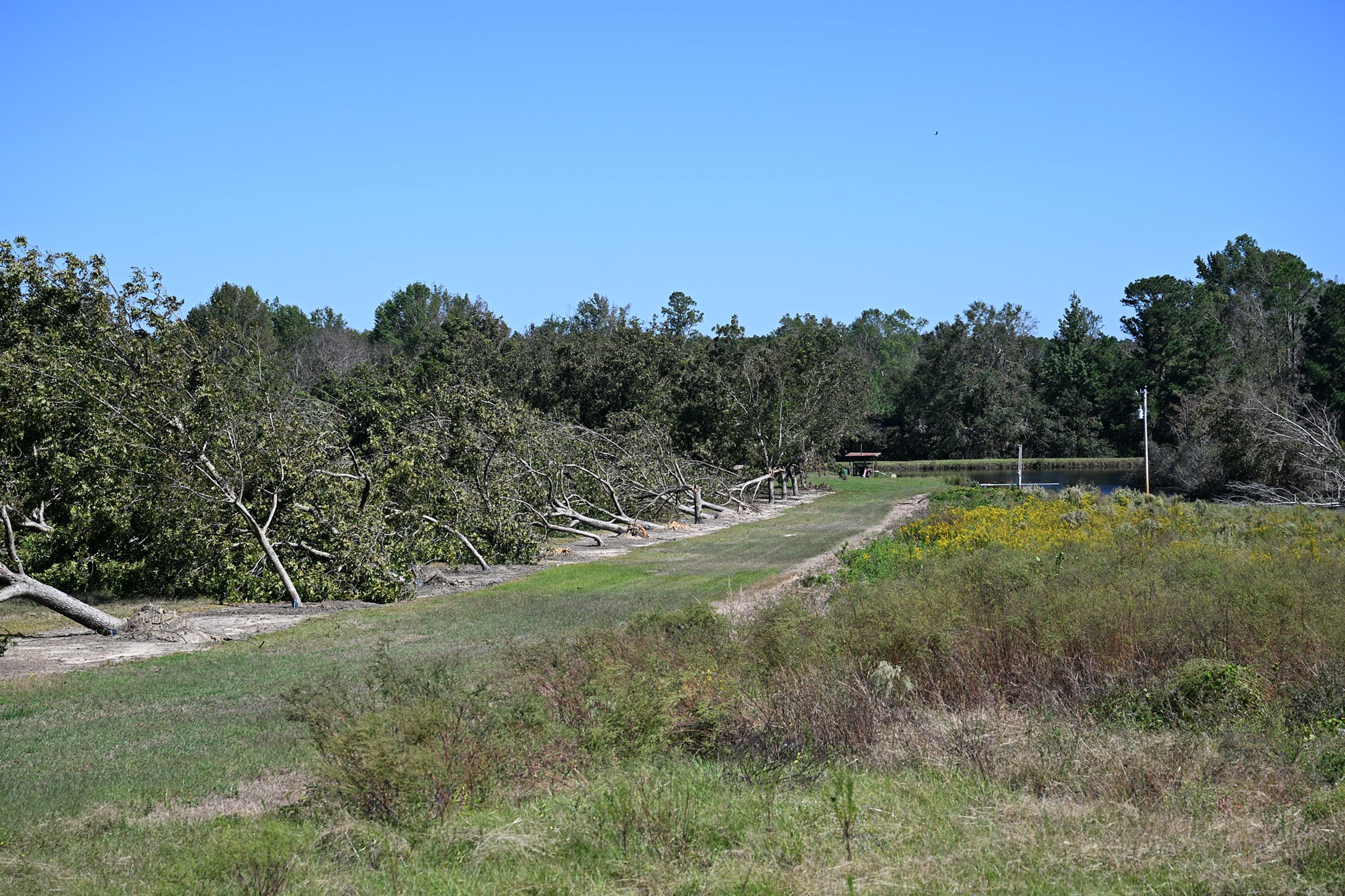 Downed pecan trees in an orchard after Hurricane, with fallen trunks and branches scattered across the field.