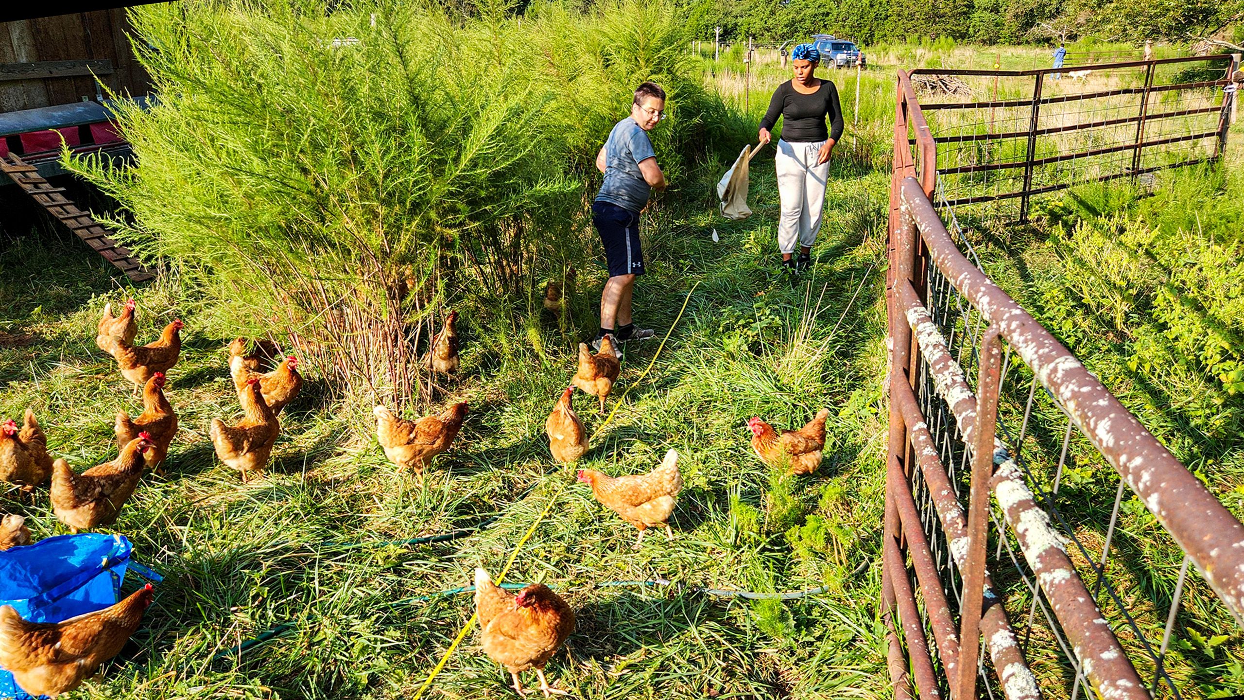 Two female researchers use a yellow tape to measure out an area for insect collection in a farm pasture surrounded by free-ranging chickens.
