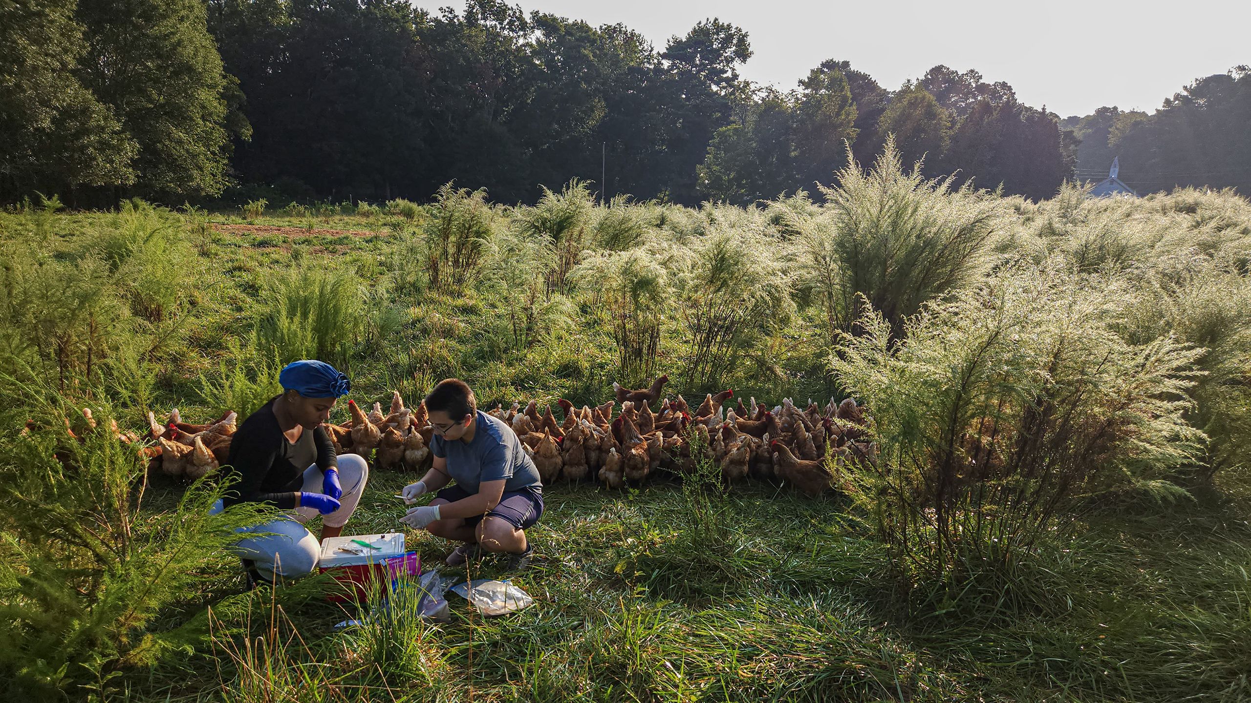 Two women and a man walk in a line toward a pasture while several brown, free-range chickens mill around in their path.