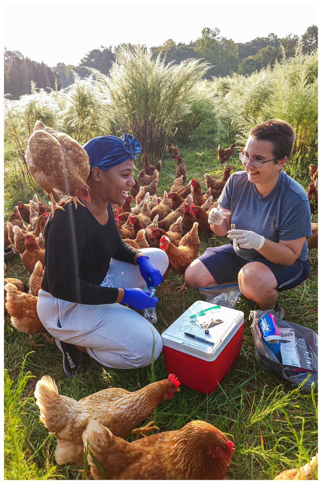 Two researchers crouch in a field surrounded by a flock of brown, pastured chickens while they collect fecal samples for testing. 