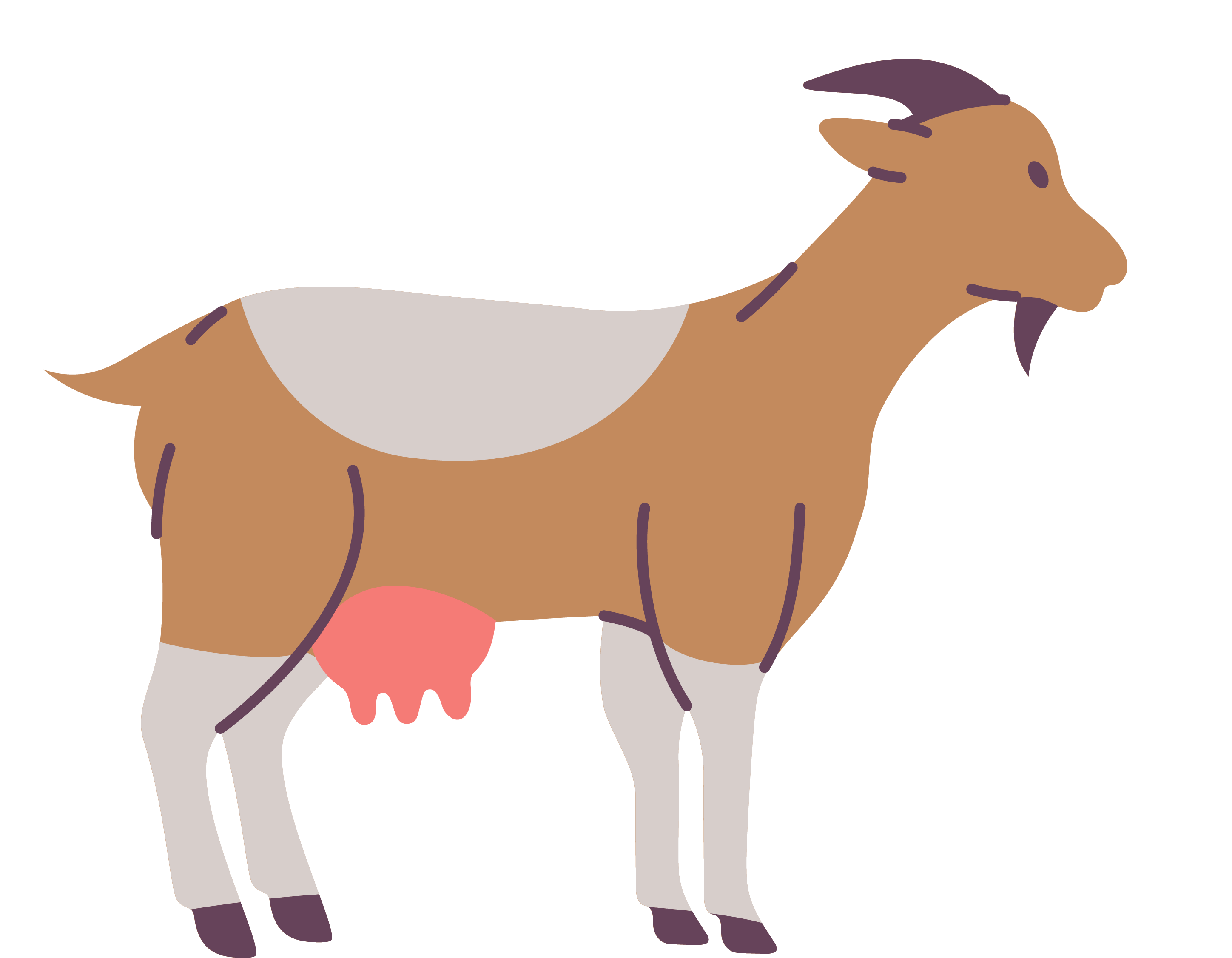Illustration of a brown goat with white legs and a pink udder, standing in profile.