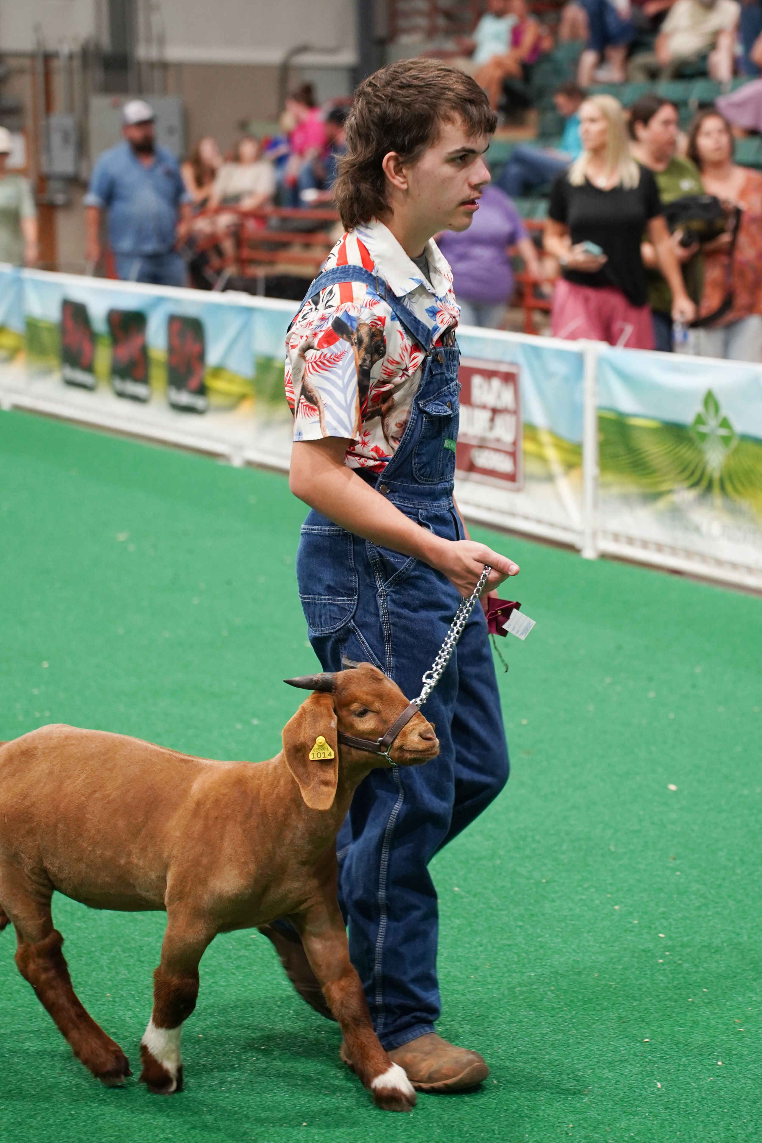 A 4-H'er in overalls and a colorful shirt leads his goat from the show ring. 