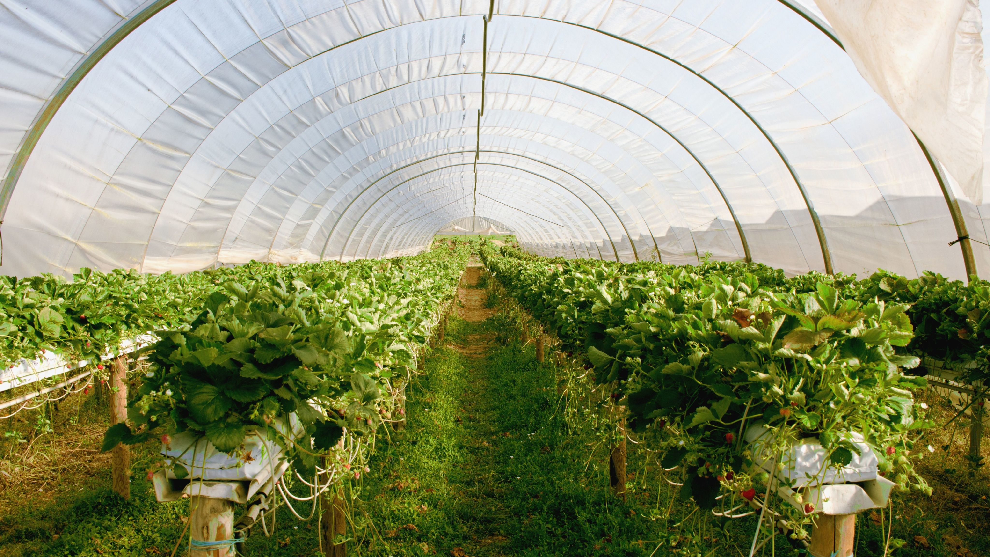 Greenhouse with rows of strawberry plants under transparent arched cover.