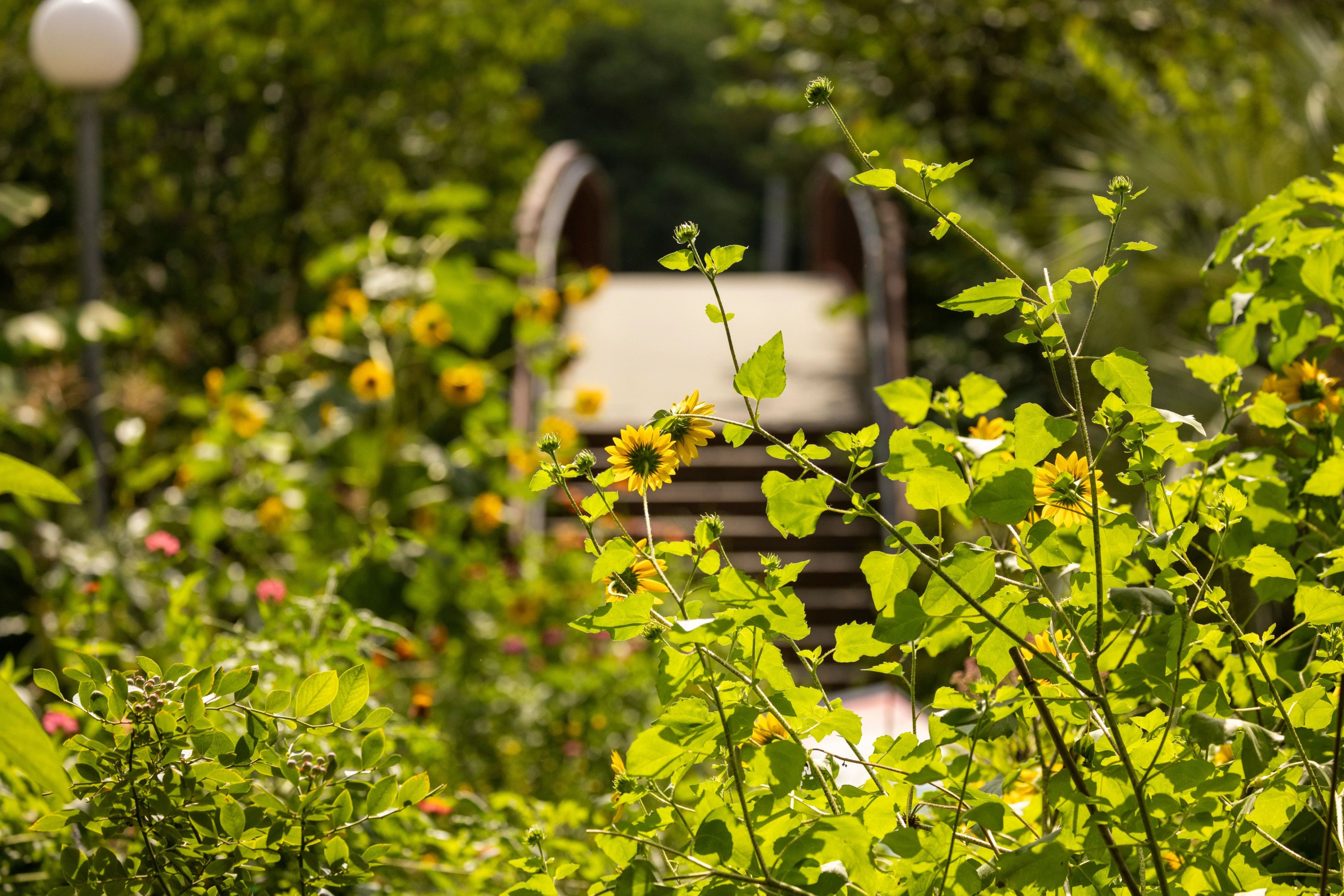 Yellow flowers bloom in the Latin American Ethnobotanical Gardens in summer