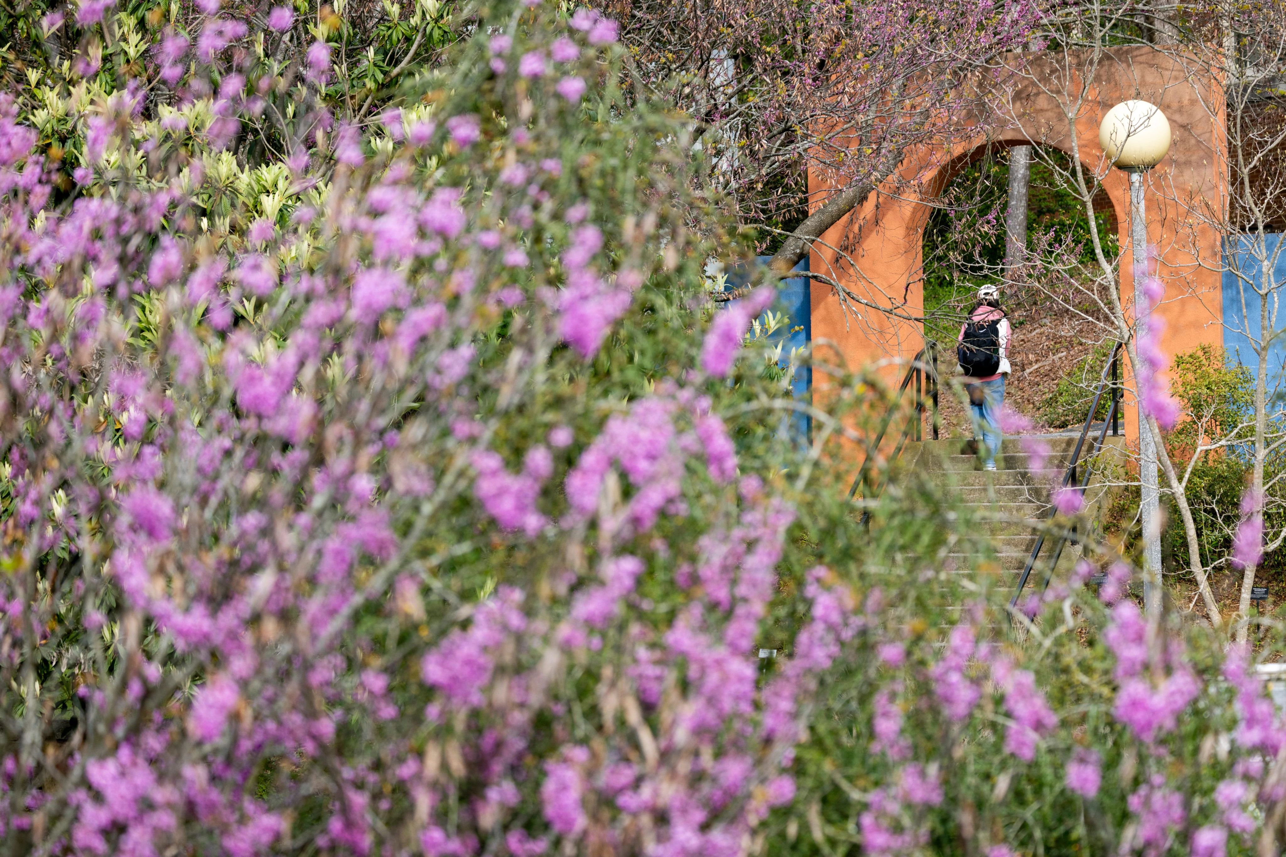 Purple flowers bloom in the Latin American Ethnobotanical Gardens in summer.