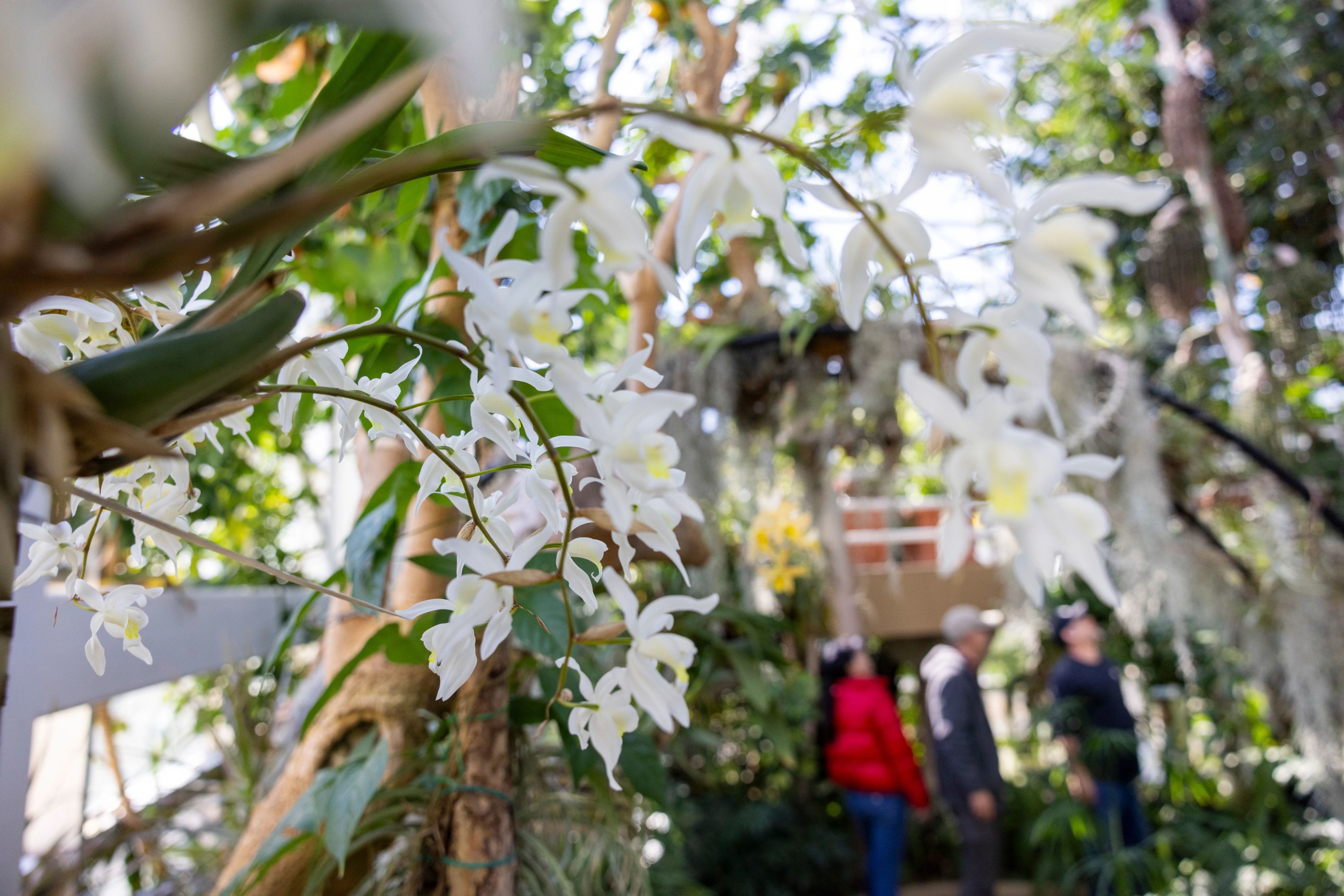 Detail of a flowering orchid inside the State Botanical Garden Conservatory