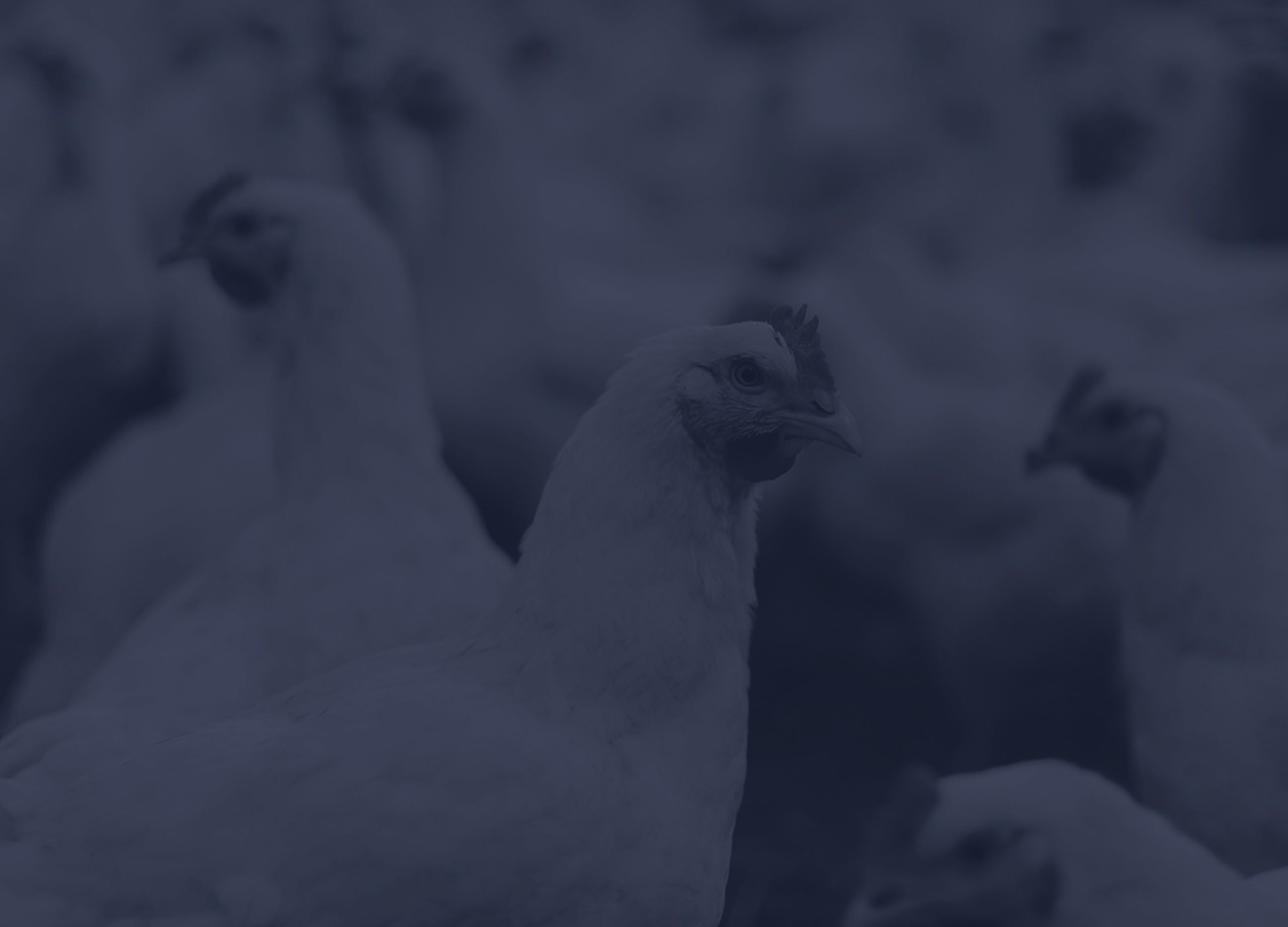 Several white chickens standing in a group.