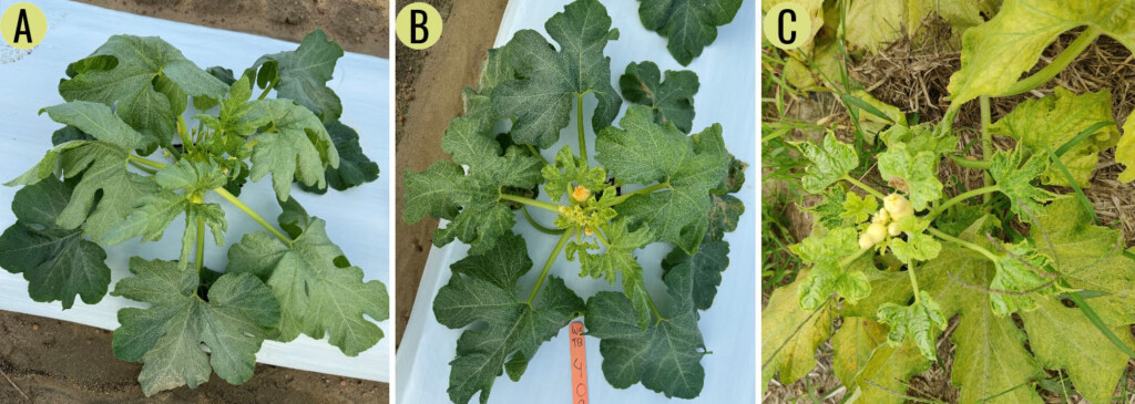 Three photos of acorn-type winter squash affected by Silverleaf Whitefly.