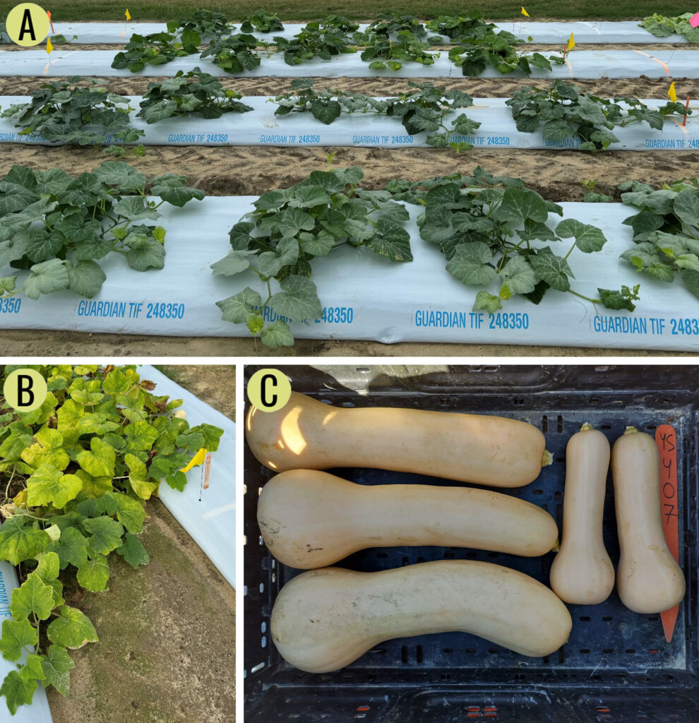 A panel of three photos demonstrating symptoms of Silverleaf Whitelfy in butternut squash
