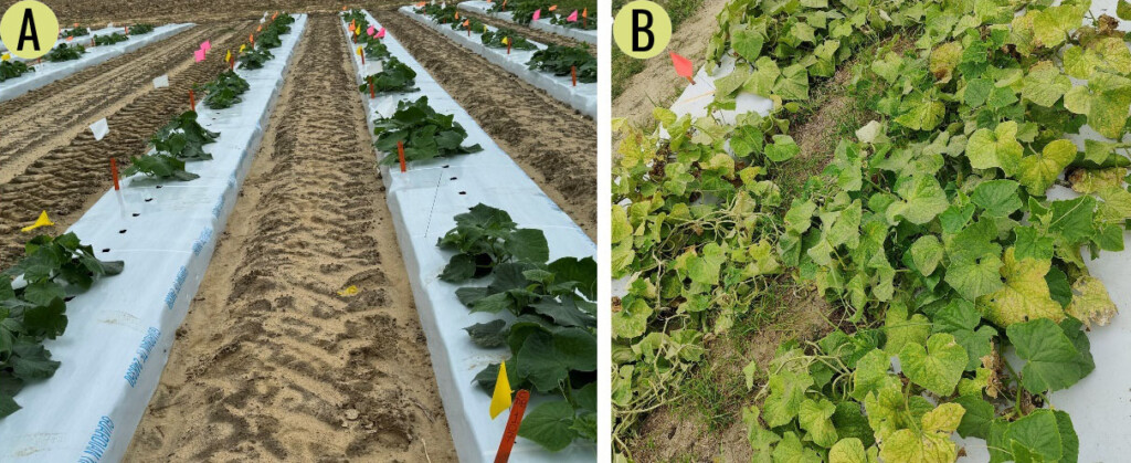 Two photos of cucumber plants infested with whitefly.