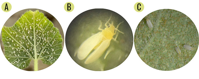 Three photos of whitefly on cucurbit in different phases of its life