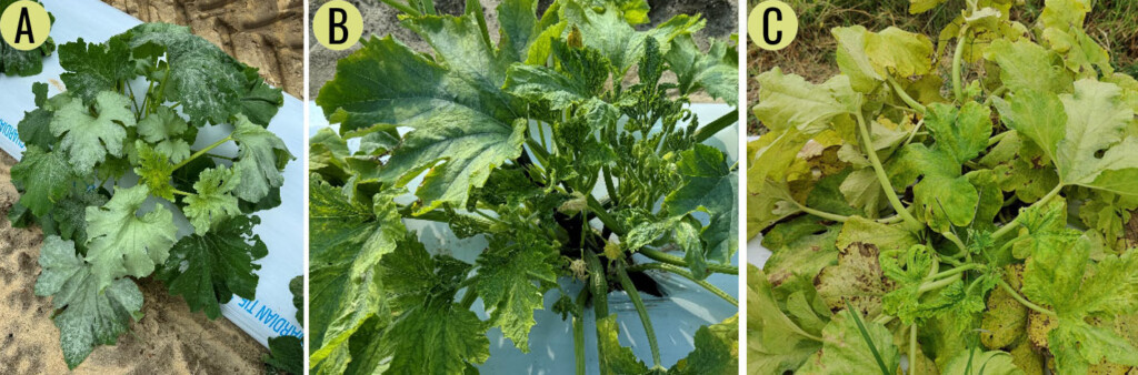 Three photos of Silverleaf Whitefly infestations in pumpkins.