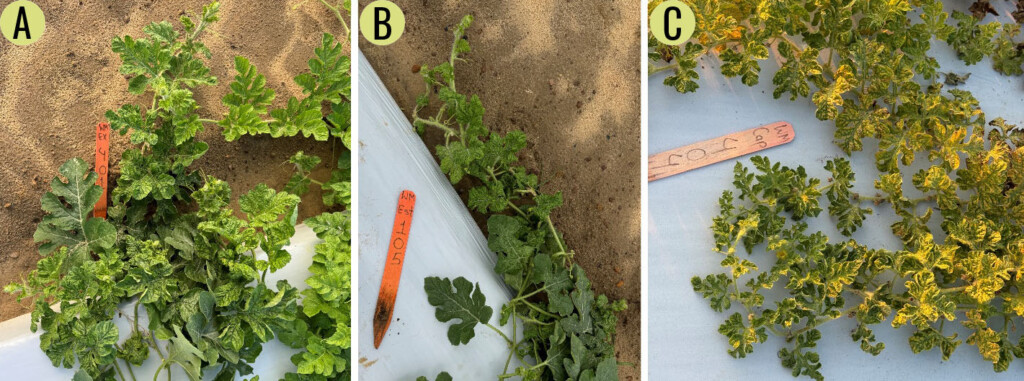 Three photos of watermelon plants infested with Silverleaf Whitefly.