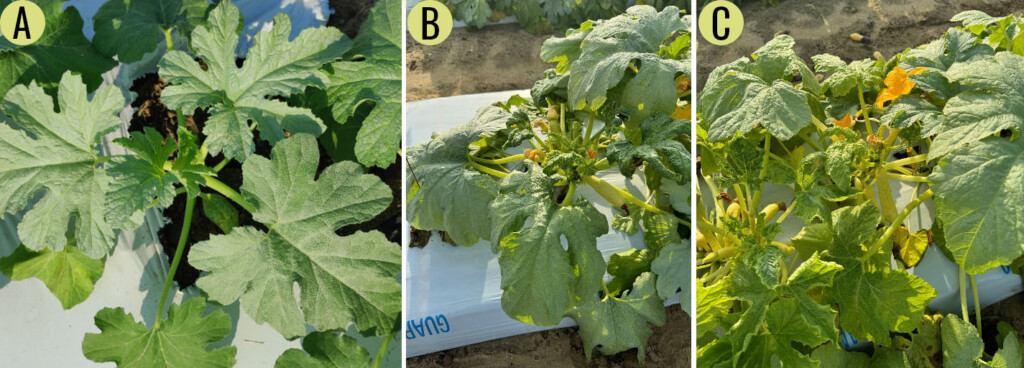 Three photos of yellow squash leaves infested with whitefly.