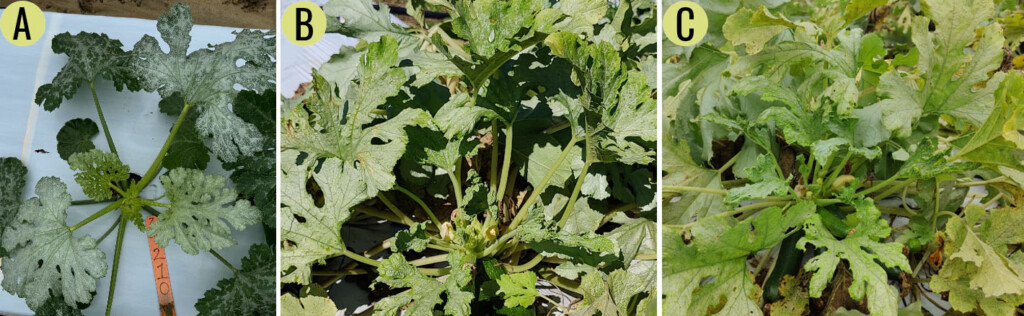 Three photos of zucchini leaves infested with whitefly.