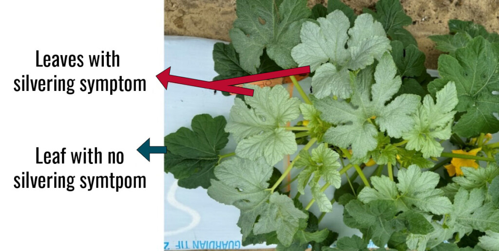 A photo of a plant with some leaves infested with whitefly and showing symptoms while other leaves present healthy.