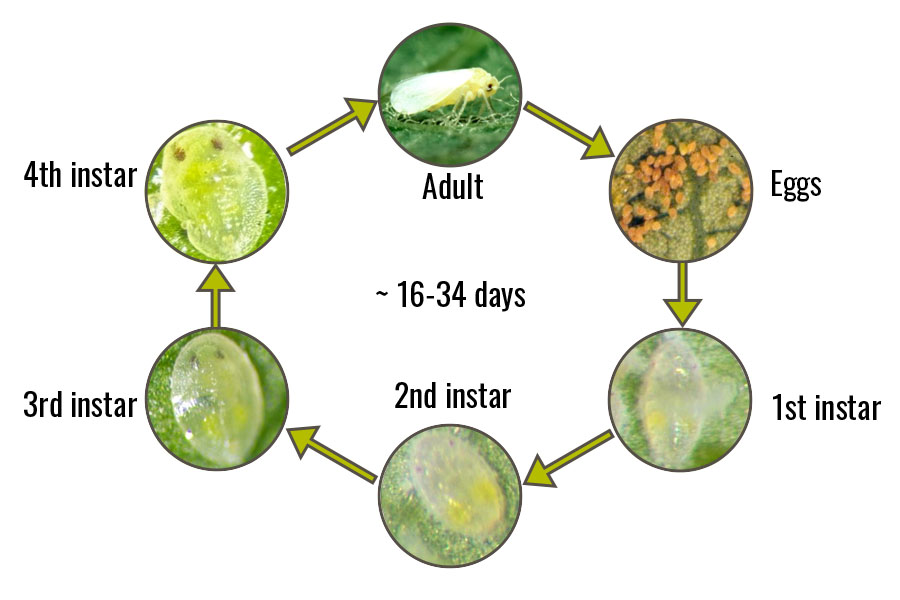 A six panel figure depicting the life stages of the Silverleaf Whitefly