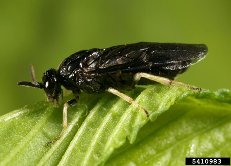 An adult sawfly rests on a leaf in this photo