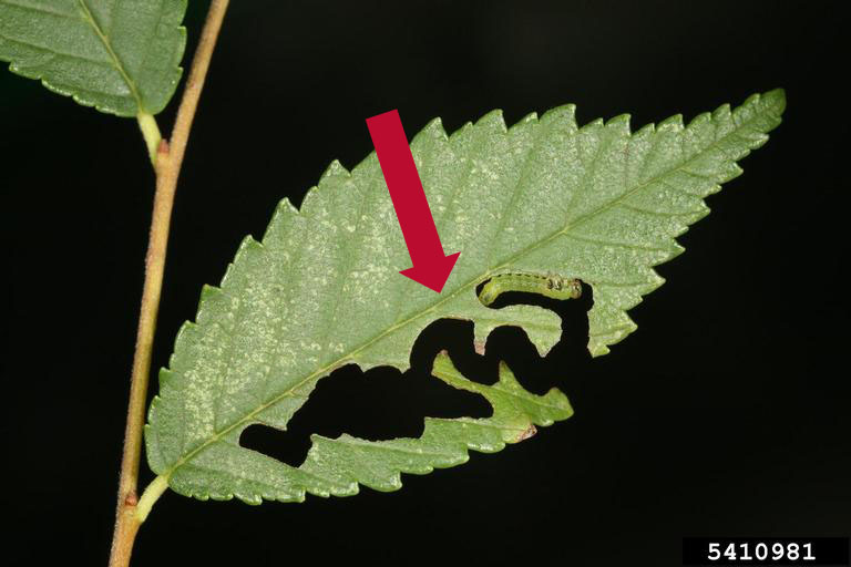 A photograph of a leaf with a curious, winding path carved out of it. at the end of the path is the culprit, a zigzag sawfly larva.