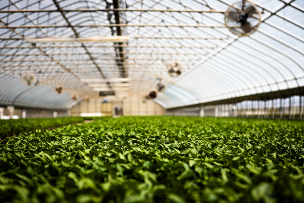A greenhouse full of young leafy greens.
