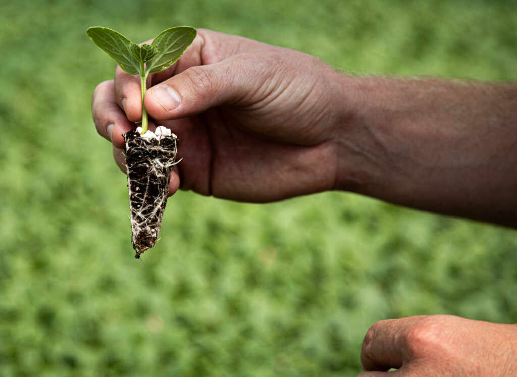 A man holds a young plant with the root ball attached. Green plants in the ground can be seen in the background.