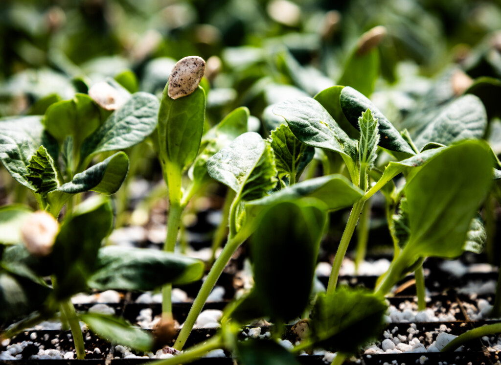 A close-up image of young green plants growing in seed trays. Some plants still have the seed shell attached. 