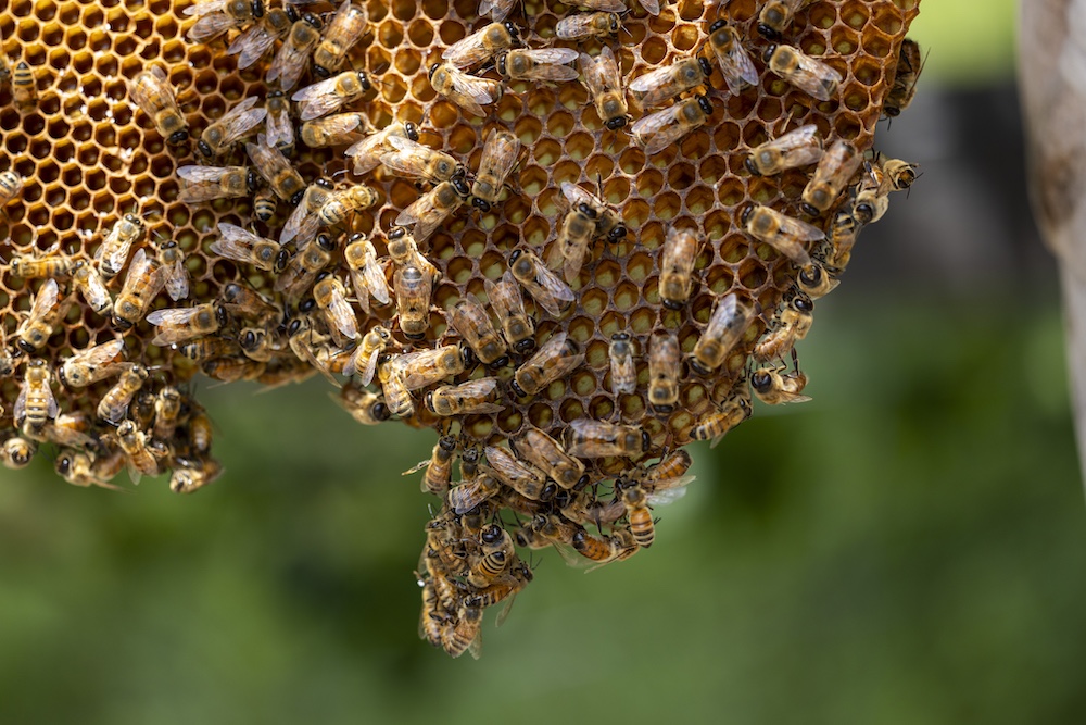 A healthy swarm of bees climb on a wax comb from a honey bee hive at the College of Veterinary Medicine Teaching Apiary in May 2025.