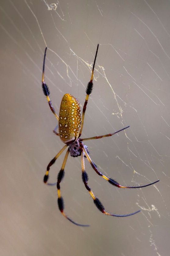 This spider has large, golden webbing; a yellow-orange abdomen with two rows of silvery white spots; yellow-orange legs with brown bands and black tufts of hair near the joints; and a black, yellow and red belly.