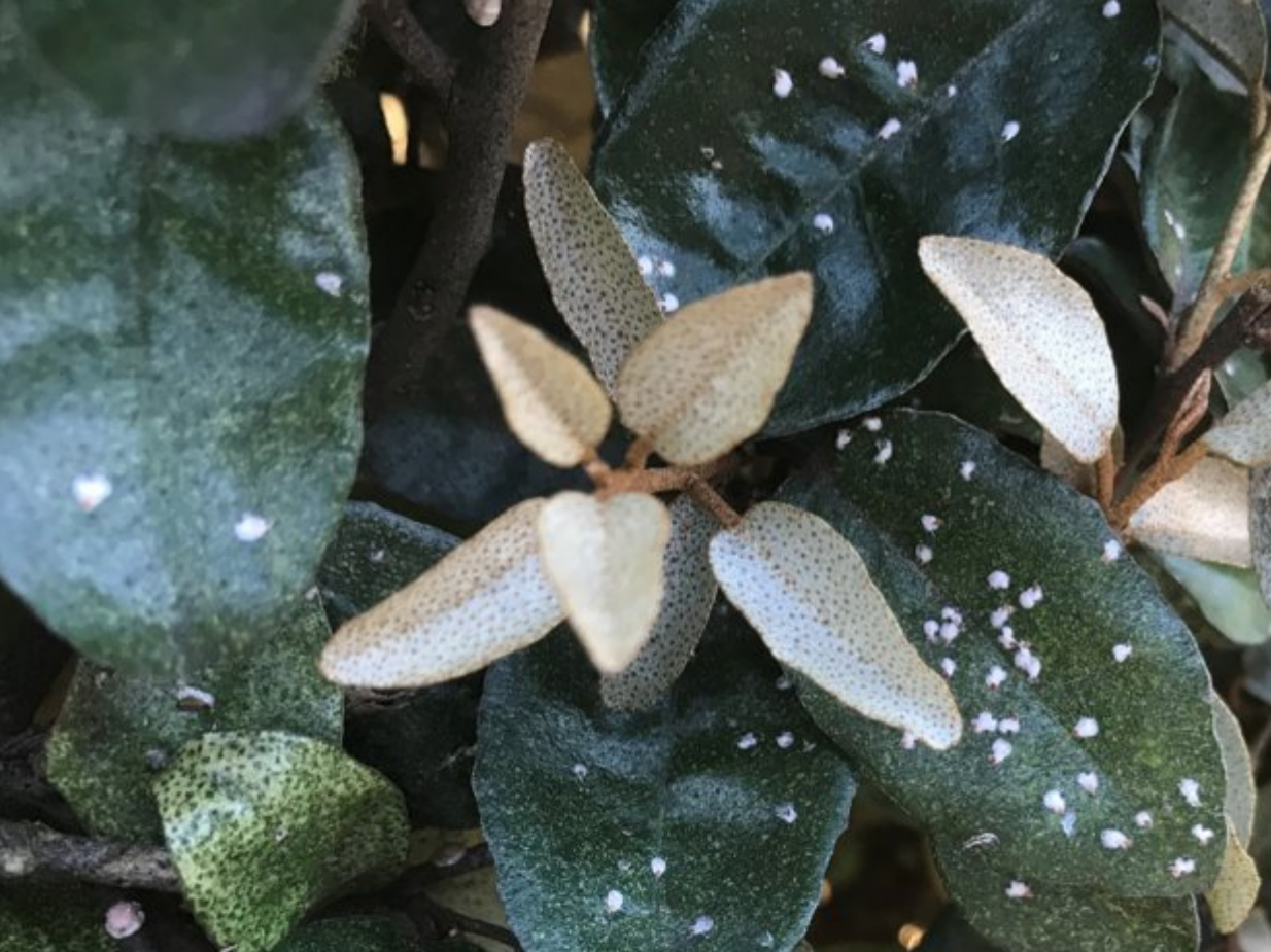 lighter spots of infection contrast against the darker leaves of a plant