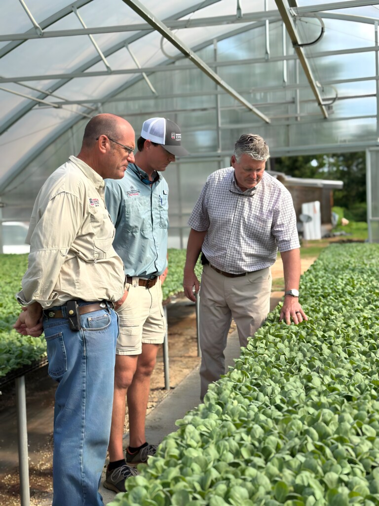 Three men, including UGA Extension agents Jeremy Kichler and Ty Torrance, and farmer Kent Hamilton, stand inside a greenhouse examining rows of young leafy vegetable plants.