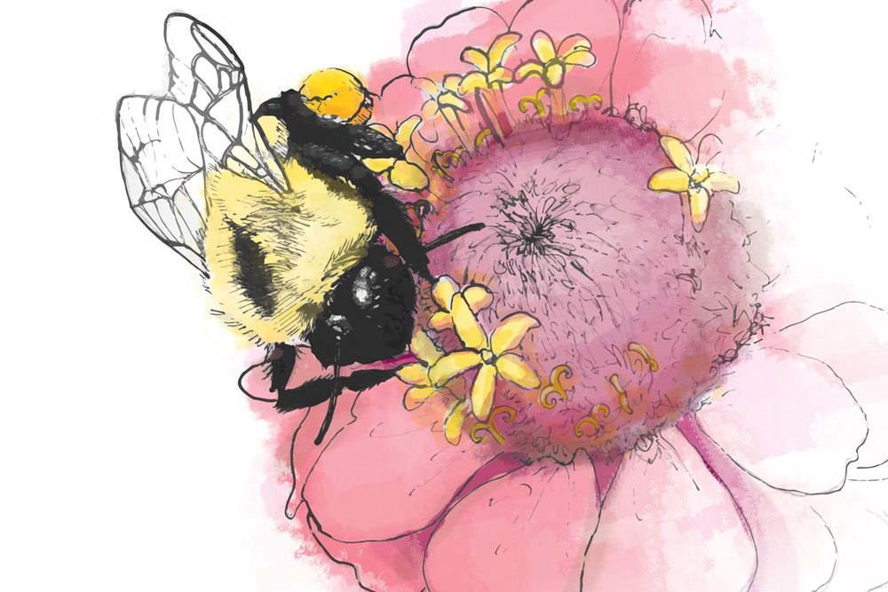 watercolor style illustration of a bee on a pink flower