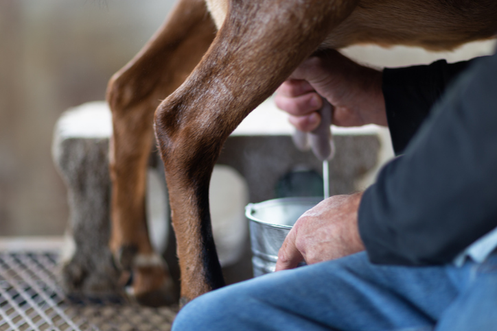 closeup view of milking a brown goat