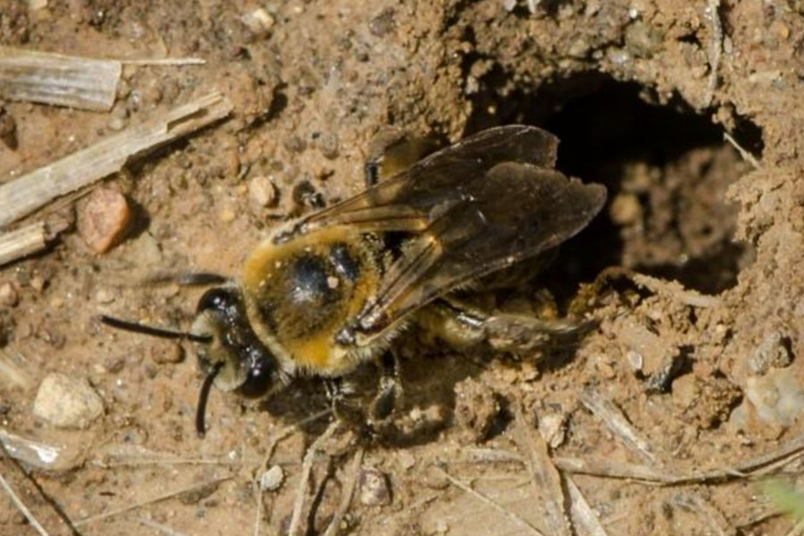 A photo of a bee emerging from a nest made in the ground.