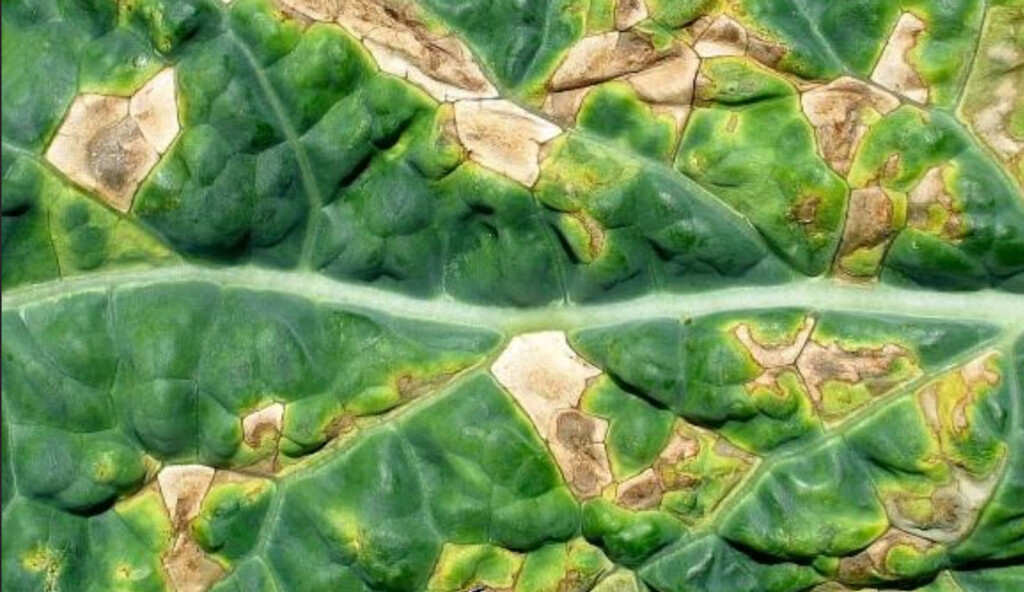 A close-up of the damage alternaris causes to leaves, browning and drying them out.