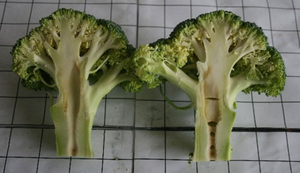 Broccoli with brown discoloration and hollow stems.