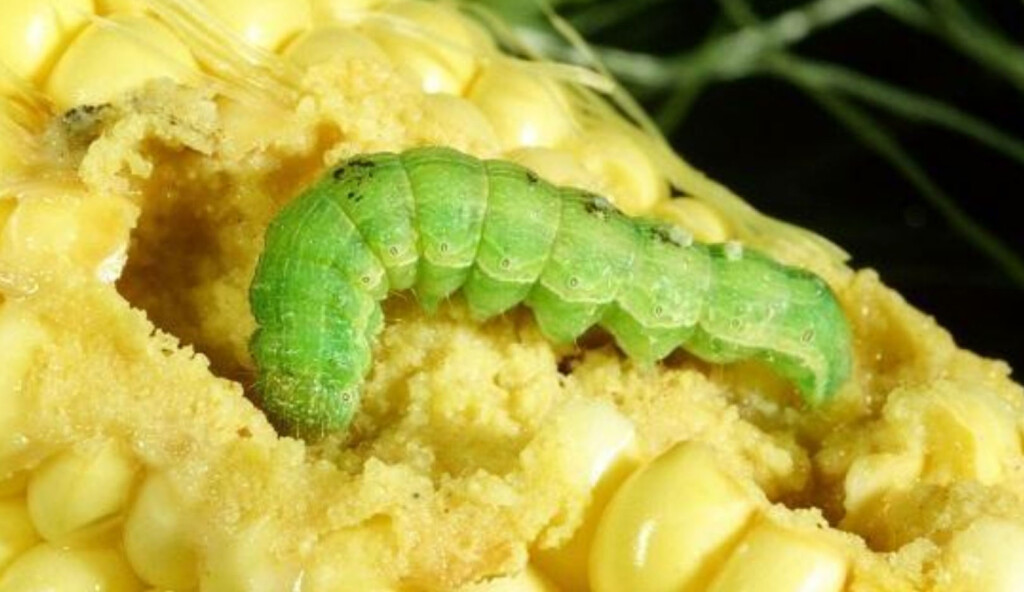 A fat green caterpillar ravages a corn cob