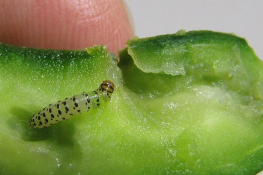 A small worm is featured against a cucumber's sliced surface.