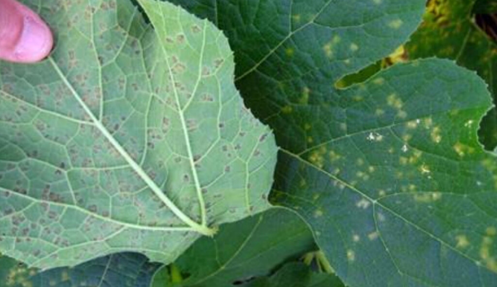 The large broad leaves of a pumpkin are riddled with brown spots