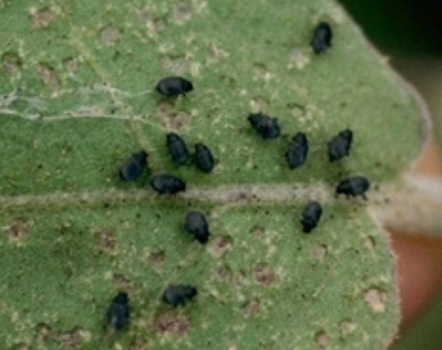 Flea beetles are grouped on a fuzzy leaf.
