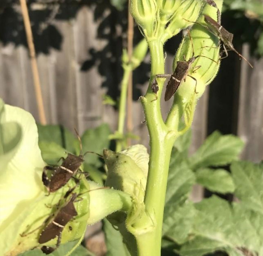 long-legged bugs populate the stalks of an okra plant