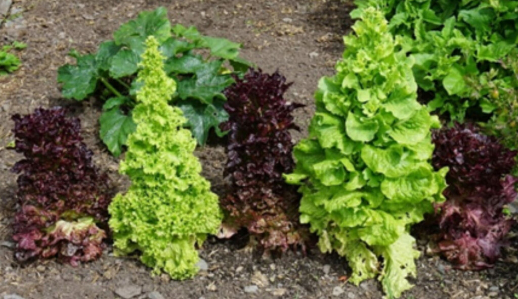 Several lettuce plants have grown conically upwards in this photo