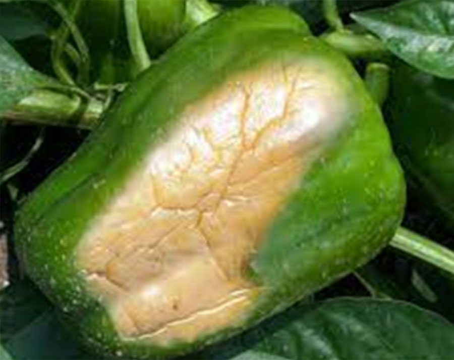 A pepper is affected by sunscald. Its surface looks leathery and discolored.