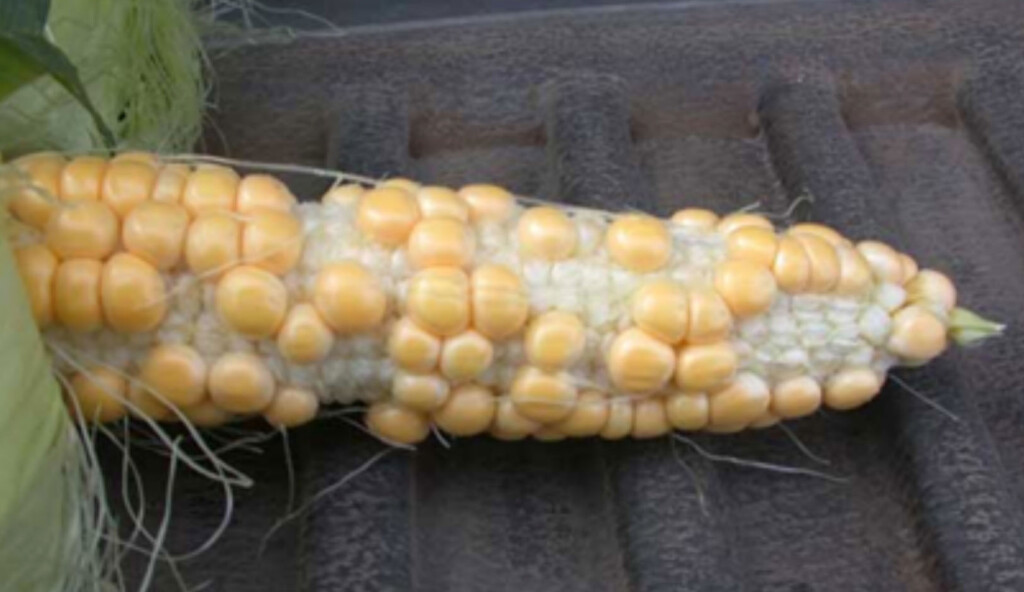 a poorly pollinated sweet corn cob is shown with missing kernels
