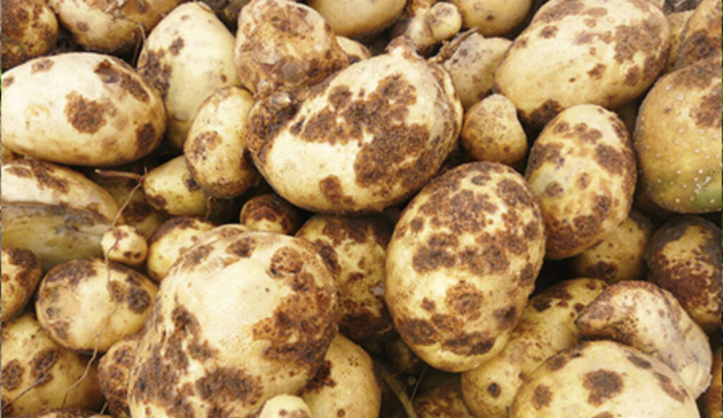 A photo of a large quantity of potatoes affected by scab disease is pictured here.