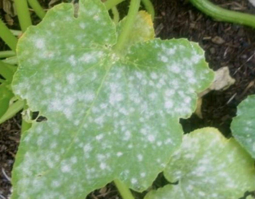 A broad leaf with sprays of fuzzy white across its surface