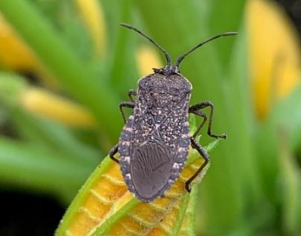 A solitary squash bug occupies the top of an unbloomed flower
