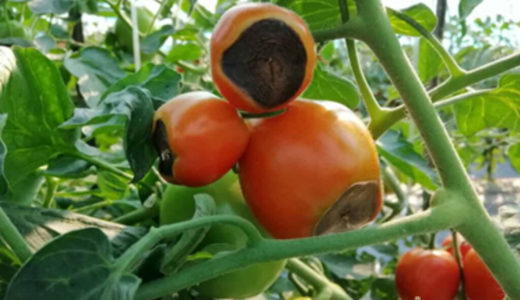 A few tomatoes with large brown splotches on the blossom-end are featured in this photo.
